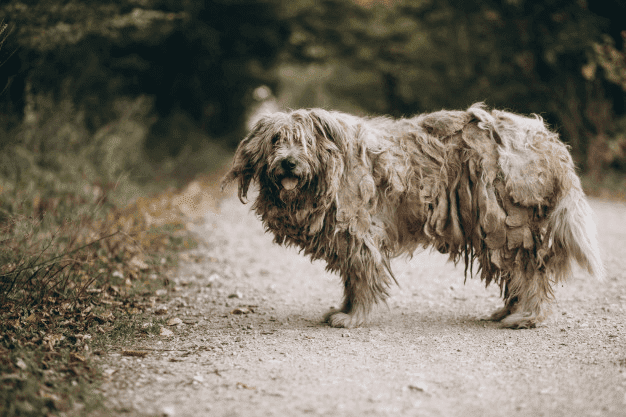 perro abandonado en el día del animal sin hogar